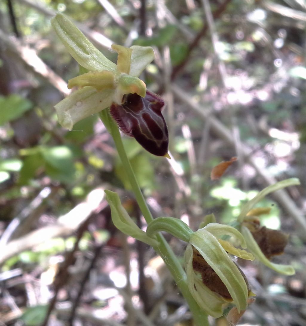 Ophrys da identificare